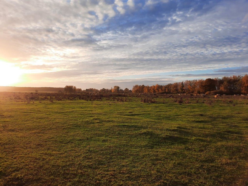Stadt Forst (Lausitz) Euloer Bruch